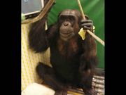 ಪಾರ್ಶ್ವವಾಯುವಿಗೆ ತುತ್ತಾದ ಚಿಂಪಾಂಜಿಗೆ ಮರುಜೀವ ನೀಡಿದ ಸ್ಮಾರ್ಟ್‌ಫೋನ್