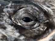 25 ವರ್ಷಗಳನ್ನು ಬರೇ ಸಮುದ್ರದಲ್ಲೇ ಕಳೆದ ಈತ ಮಾಡಿದ್ದಾದರೂ ಏನು?