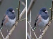 ಇನ್ಮುಂದೆ ಕಡಿಮೆ ರೆಸಲ್ಯೂಷನ್ ಚಿತ್ರವನ್ನು ಹೆಚ್‌ಡಿ ಚಿತ್ರವಾಗಿ ಪರಿವರ್ತಿಸಬಹುದು!!