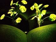 ಇನ್ನು ಬೀದಿದೀಪಗಳ ಬದಲಾಗಿ ಬೀದಿಮರಗಳೇ ಬೆಳಕು ನೀಡಲಿವೆ!!