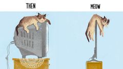 ಹೇ ಬೆಕ್ಕೆ ಬಾ ಇಲ್ಲಿ..! ಟೆಕ್ನಾಲಜಿ ಜತೆ ಕ್ಯಾಟ್‌ ವಾಕ್‌..!