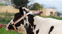 ದನಗಳಿಗೂ ಬಂತು ಫಿಟ್ನೆಸ್ ಟ್ರ್ಯಾಕರ್ !