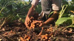 ಶುಂಠಿ ಬೆಳೆಗಾಗಿ ಹೊಸ ಬೀಜ ತಂತ್ರಗಾರಿಕೆಯ ಅಭಿವೃದ್ಧಿ