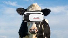 ವಿಆರ್ ಹೆಡ್ ಸೆಟ್ ಬಳಸಿ ಹಾಲು ಉತ್ಪಾದನೆ ಹೆಚ್ಚಿಸಿಕೊಂಡ ಮಾಸ್ಕೋ ರೈತರು!