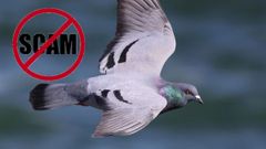 ಗಾಯಗೊಂಡ ಪಾರಿವಾಳ ರಕ್ಷಿಸಲು ಹೋಗಿ ವಂಚನೆಗೊಳಗಾದ ಮಹಿಳೆ: ಅದೇಗೆ ಅಂತೀರಾ!?