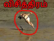 சொதப்பினாலும் உங்களை 'சிரிக்க' வைக்கும் புகைப்படங்கள்!!