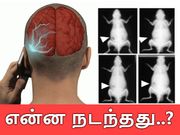 மொபைல்களின் ரேடியோ அலைவரிசையை எலிகள் மீது வெளிப்படுத்தி சோதனை..!