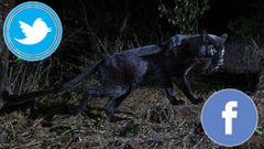 100 ஆண்டுகளுக்கு பிறகு உண்மையான பிளாக் பாந்தர் காணப்பட்டுள்ளது.!வைரல் செய்தி.! வைரல் புகைப்படம்.