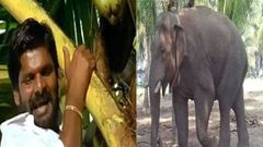 சில்வண்டு சிக்கும் சின்னதம்பி சிக்கமாட்டான்- கெத்தும் காட்டும் யானை.!