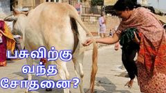 இதென்னடா பசுவிற்கு வந்த சோதனை? மூத்திரத்தால் ஆராய்ச்சியாளர்கள் ஆத்திரம்!