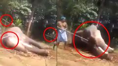 கொடூரமான முறையில் யானையைத் தாக்கிய கொடூரர்கள் : நெஞ்சை பதபதைக்கும் வைரல் வீடியோ.!