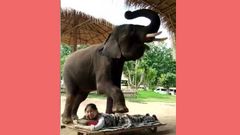 யானை மசாஜ் செய்து பார்த்திருக்கிறீர்களா? இங்க பாருங்க.! இணையத்தில் வைரல்.!