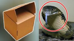 வைரல் வீடியோ: கொரியர் பரிசலில் வந்த பாம்பு! என்ன செய்தார்கள் தெரியுமா?