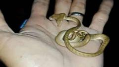 வைரல் வீடியோ: சிக்கியது அரிய வகை இரட்டை தலை நாகம்.!