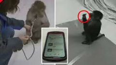 உரிமையாளரின் போனை எடுத்து ஆன்லைனில் ஆர்டர் செய்த குரங்கு! ஆர்டர் செய்தது என்ன தெரியுமா?