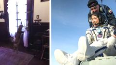 வைரல் வீடியோ: விண்வெளியிலிருந்து வீடு திரும்பிய கிறிஸ்டினா கோச்சை வரவேற்ற நாய்!