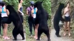 முடியை மோப்பம் பிடித்த கரடி: செல்பி எடுக்கமுயன்ற இளம்பெண்- என்ன நடந்தது தெரியுமா? (வீடியோ)