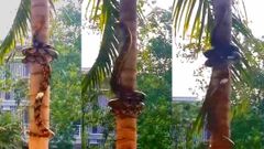 செங்குத்தான பனைமரத்தில் மரம் ஏறிய பெரிய சைஸ் மலைபாம்பு! வைரல் ஆகும் வீடியோ!