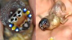 இணையத்தை உலுக்கிய விசித்திரமான உயிரினம்! உண்மையில் இது என்ன தெரியுமா?