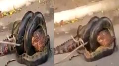 அனகோண்டா முதலையுடன் சண்டையிட்டு விழுங்க முயன்ற வைரல் வீடியோ!