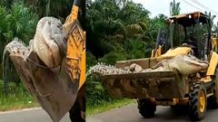 500 கிலோ எடை;14 அடி நீளம் கொண்ட ராட்சஸ முதலை! மீண்டும் தாக்கும் என்று நம்பி மக்கள் செய்த காரியம்!