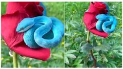 வைரல் வீடியோ: 'சிவப்பு ரோஜாவில் ப்ளூ பிட் வைப்பர்' பாம்பின் அற்புத காட்சி!