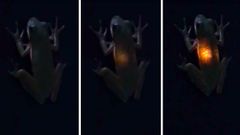 வயிற்றில் பல்ப் அடித்த தவளை.. குழம்பிய நெட்டிசன்ஸ்! அறிவியல் உண்மை இது தான்!