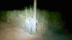 அது நம்ம ஆளுதான்பா., ஒளிஞ்சிருக்கும் லட்சணம் அப்டி: வேற லெவல் வைரலான குட்டி யானை புகைப்படம்!