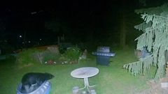சிறுவர்கள் விளையாடும் தொட்டியில் கரடி புகுந்து செய்த சேட்டை.! இணையத்தில் வைரல்.!