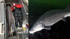 அடேங்கப்பா இதை பார்ப்பது ரொம்ப கஷ்டம்.! 100 வயது இராட்சஸ 'மாமோத் மீனை' பிடித்த மீனவர்.! குவியும் பாராட்டு.!