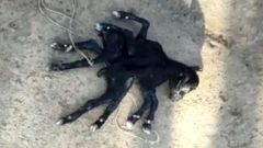 2 இடுப்பு.. 8 கால்களுடன் பிறந்த வினோதமான ஆட்டுக்குட்டி.. இறுதியில் என்ன ஆச்சு தெரியுமா?