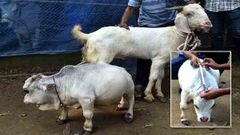 வைரல்: உலகின் மிகச்சிறிய பசு மாடு இது தான்.. கும்பல் கும்பலாக திரளும் மக்கள் கூட்டம் எதற்காக தெரியுமா?