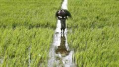 ஒரே ஆண்டில் ரூ.335 கோடி வருமானம்- பட்டையை கிளப்பும் விவசாயி: லைவ் ஸ்ட்ரீம் மூலம் நேரடி விற்பனை!