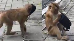 இதை போட்டுகிட்டு மக்களோட மக்களா கலந்துருவோம்- மாஸ்க் அணிந்து நடமாடும் குரங்கு: வைரல் வீடியோ!