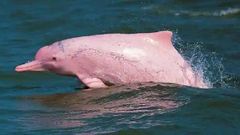 ஹே ரோசு ரோசு ரோசு அழகான ரோசு நீ.! உலகை வியப்பில் ஆழ்த்திய அரிய வகை 'பிங்க் டால்பின்.! காரணம் இதுதானா?