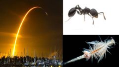 SpaceX மூலம் விண்வெளிக்கு சென்ற எறும்புகள்.. எதற்காக எறும்புகள் இறால் உடன் விண்வெளிக்கு அனுப்பப்பட்டது?