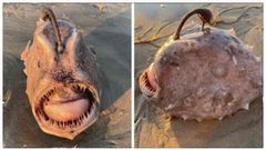 பாக்கவே பயங்கரமா இருக்கு: கரைக்கு வந்த 'ஆழக்கடல் மான்ஸ்டர்'! இணையத்தை வியப்பில் ஆழ்த்திய கடல் உயிரினம்..