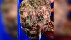 மீனவர் வலையில் சிக்கிய மர்மமான ஆழ்கடல் உயிரினம்.. இது அதிசய மீனா இல்ல அசிங்கமான மீனா?