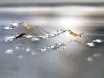 Insect-sized robot can jump on water Insect-sized robot can jump on water