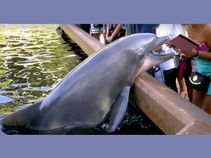 VIDEO: This Dolphin Was Definitely Upset With iPad Photography