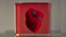 Scientists develop 3D-printed heart using living cells