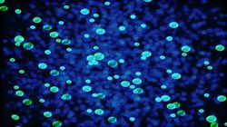 Researchers Discover New Bacteria That Can Save Mankind