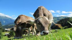 VR Headsets Might Help Cows Produce More Milk: Study