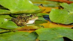 Scientists Develop FrogPhone To Measure Wild Frog Population