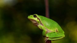 Scientists Develop Live Robots With Frog Cells That Might Redefine Healthcare