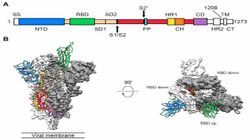 Coronavirus Breakthrough: Scientists Discover Atomic Map To Help Combat Deadly Virus