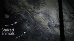 Scientists Discover 22 New Animal Species Under Ice Sheets Of Antarctica