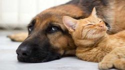 Revolutionizing Animal Welfare: AI Steps in to Interpret Animal Emotions