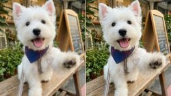 Best 6 Online Image Enhancers to Fix Blurry Pet Photos