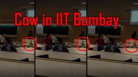 IIT Bombay की क्लासरूम में इंजीनियरिंग पढ़ाने पहुंची गाय, यहां देखिए वीडियो